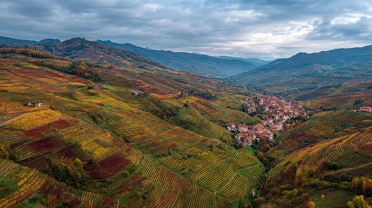Nebbiolo-vingårdar i Piemontes kuperade landskap nära Alba