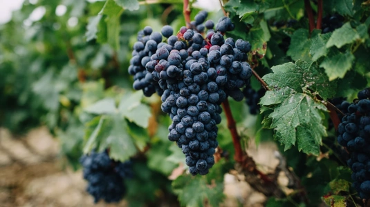 Mogna mörka vindruvor på en vinstock i Bordeaux-regionen
