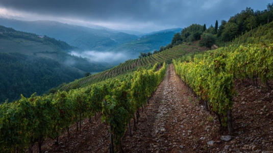 Sangiovese-vingård på hög höjd i Chianti Classico-området med kuperad terräng