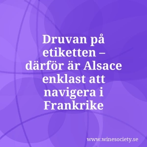 Druvan på etiketten – därför är Alsace enklast att navigera i Frankrike