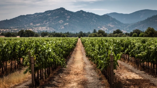 Platt dalgolv med vinrankor nära Oakville i Napa Valley