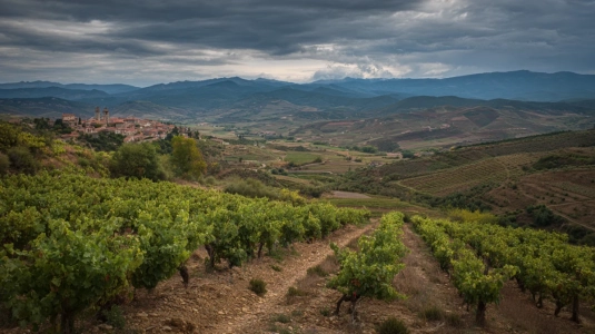 Vingårdslandskap i Rioja Alta med kullar och vinrankor på höjd