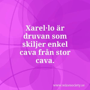 Xarel·lo är druvan som skiljer enkel cava från stor cava.