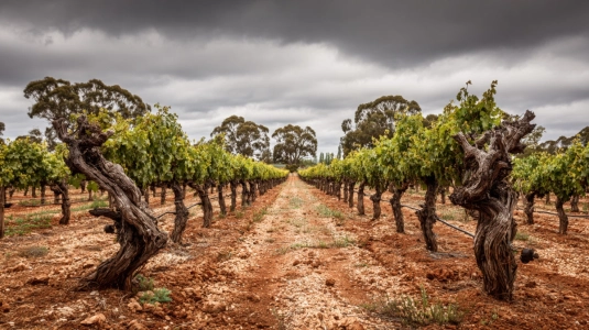 Vidsträckt vingård i Barossa Valley med gamla shiraz-stockar