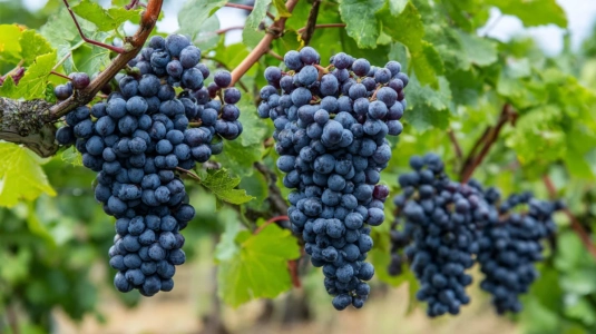 Närbild på mogna cabernet sauvignon-druvor med kompakta mörka bär