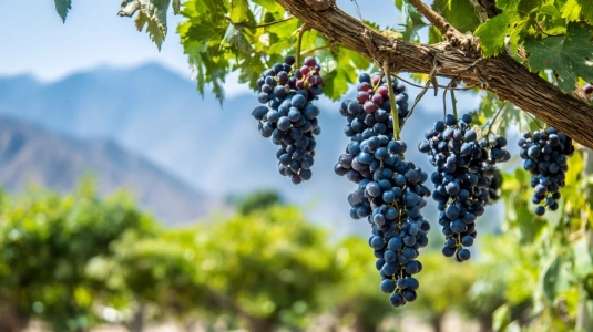 Vinodling i Chiles Central Valley med mogna druvor i solljus