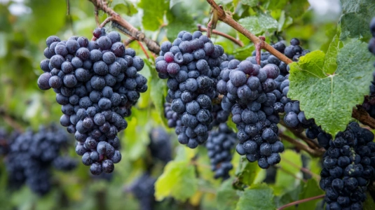 Klasar av pinot noir-druvor med tunna, mörka skal på vinstock