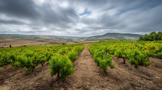 Vinodlingar på höjdplatå i Ribera del Duero