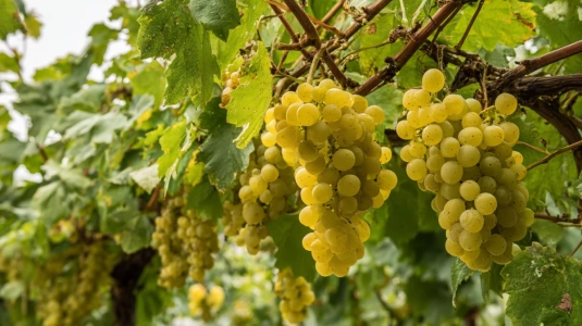 Ribolla Gialla-druvor på en vinstock i Friuli