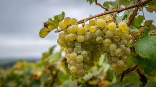Mogna rieslingdruvor på en vinstock i dagsljus