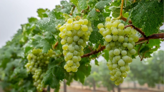 Gröna Sauvignon Blanc-druvor på en vinstock i kyligt klimat