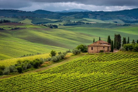 Vingård bland kullar i Toscana med vinrankor i rader