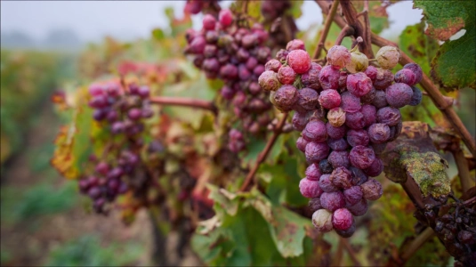 Sémillon-druvor med botrytis i vingård