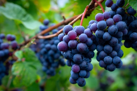 Druvor rött vin: smakprofiler, regioner och hur du väljer rätt