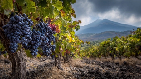 Vindruvor på vulkanisk mark på Sicilien