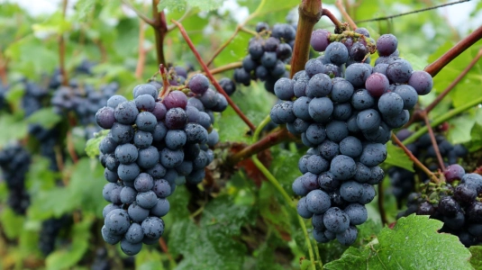 Pinot Noir-druvor på vinranka