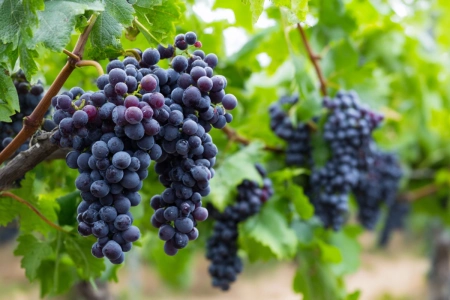 Lambrusco-druvor på vinranka i Emilia-Romagna